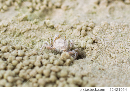 Small ghost crab making sand ball 32421934