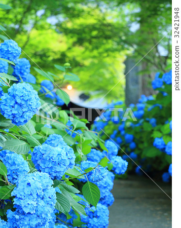 Hydrangea scenery 32421948