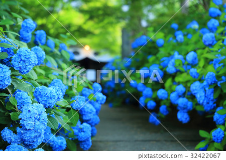 Hydrangea scenery 32422067