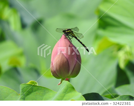 Koniyanma stuck in the bud of Lian flower Koniyanma stuck in the bud of Lian flower 32422381
