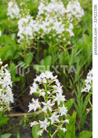 信州白馬村的海水在濕地中綻放在濕地種植Himekawa Genji自然發現公園 信州白馬村的海水在濕地中綻放在濕地種植Himekawa Genji自然發現公園 32422386