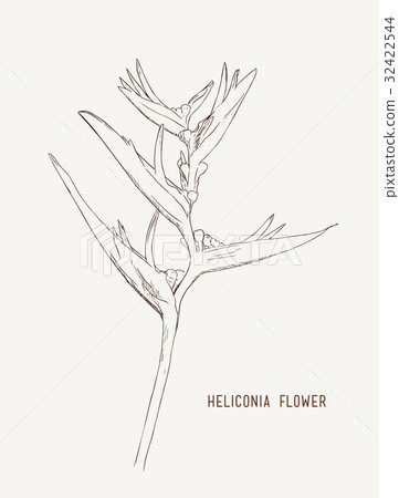 Heliconia flowers (wild plantain, lobster claw) 32422544