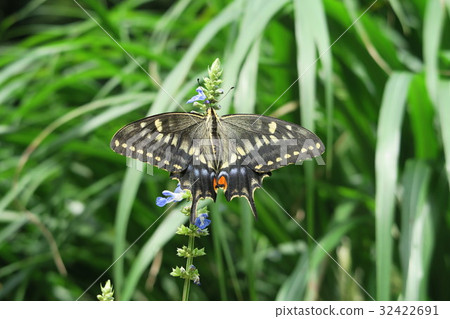 神戶神戶藥草園Swallowtail蝴蝶 32422691