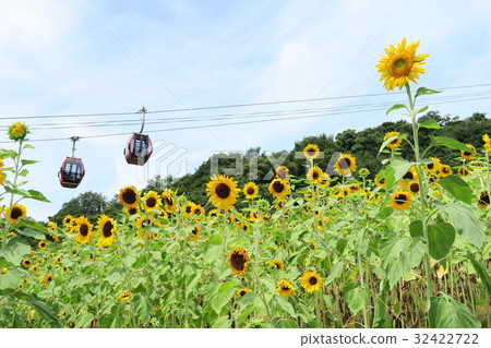 神戶河藥草園〜花山Himawari花園〜 32422722