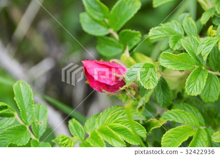 Nomadu Peninsula Hokkaido Hamanasu 32422936