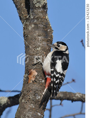 Akagera Akagera 32423230