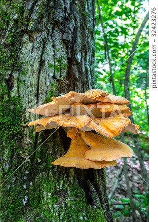 The tinder fungus The tinder fungus 32423276