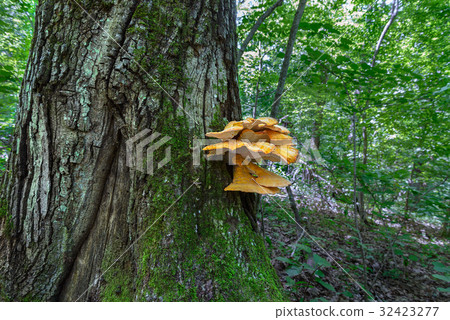 The tinder fungus 32423277