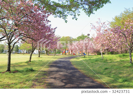 大山市Misigaoka公園 32423731