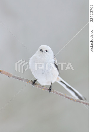 Shimaenaga Shimaenaga 32423762