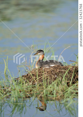 阿卡亞方言 32423768