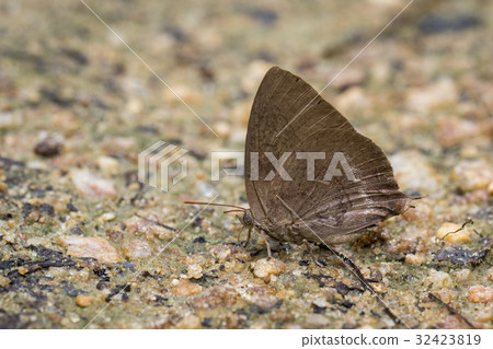Image of brown butterfly on the ground. Insect. Image of brown butterfly on the ground. Insect. 32423819