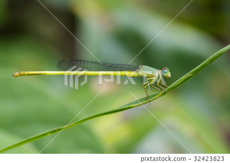Image of Ceriagrion coromandelianum dragonfly. Image of Ceriagrion coromandelianum dragonfly. 32423823