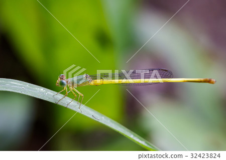 Image of Ceriagrion coromandelianum dragonfly. Image of Ceriagrion coromandelianum dragonfly. 32423824