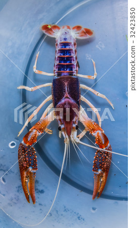 Ghost Mix crayfish aquarium tank. 32423850