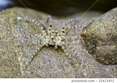 Image of River Huntress Spiders(Venatrix arenaris) 32423952