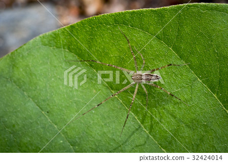 Image of Four-spotted Nursery Web Spider. 32424014