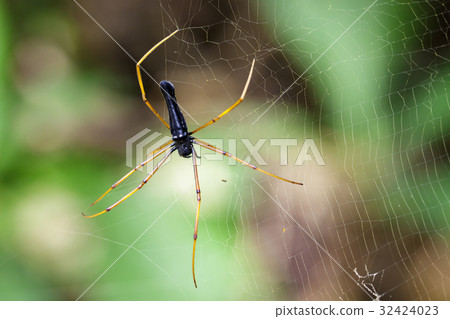Image of Black Orb-weaver Spider. Image of Black Orb-weaver Spider. 32424023