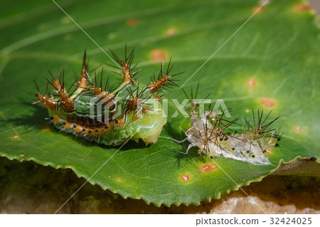 Image of Stinging Nettle Slug Caterpillar. Image of Stinging Nettle Slug Caterpillar. 32424025