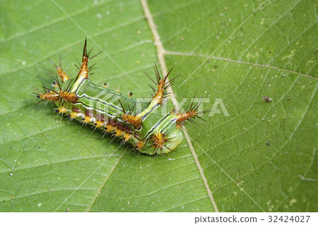 Image of Stinging Nettle Slug Caterpillar. Image of Stinging Nettle Slug Caterpillar. 32424027