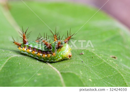 Image of Stinging Nettle Slug Caterpillar. 32424030