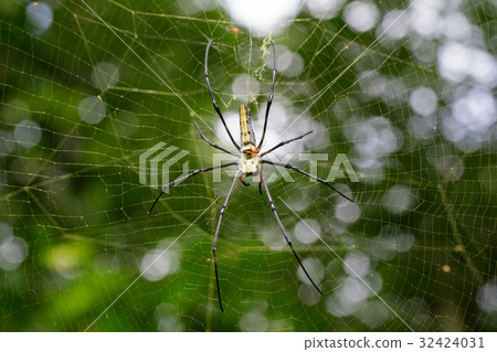 Image of Spider Nephila Maculata, 32424031
