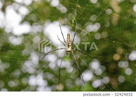 Image of Spider Nephila Maculata. Image of Spider Nephila Maculata. 32424032