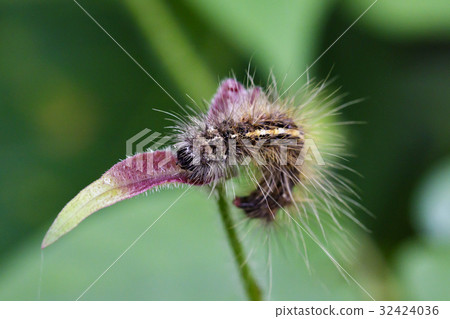 Image of Hairy caterpillar (Eupterote testacea) 32424036