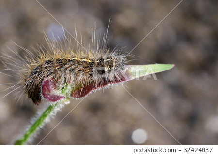 Image of Hairy caterpillar (Eupterote testacea) 32424037