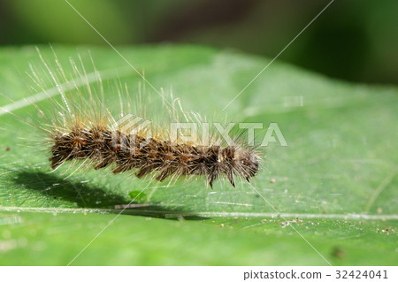 Image of Hairy caterpillar (Eupterote testacea) Image of Hairy caterpillar (Eupterote testacea) 32424041