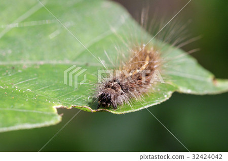 Image of Hairy caterpillar (Eupterote testacea) Image of Hairy caterpillar (Eupterote testacea) 32424042