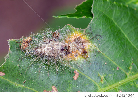 Image of archduke caterpillar dead on green leaves Image of archduke caterpillar dead on green leaves 32424044