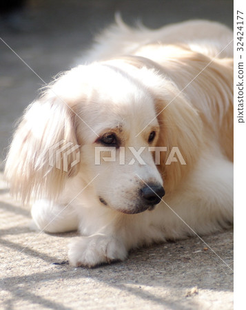 cute lovely white long hair young crossbreed dog 32424177