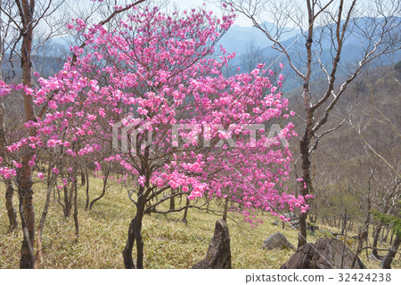 Akashiyoshio盛開在中途山區山坡上 32424238