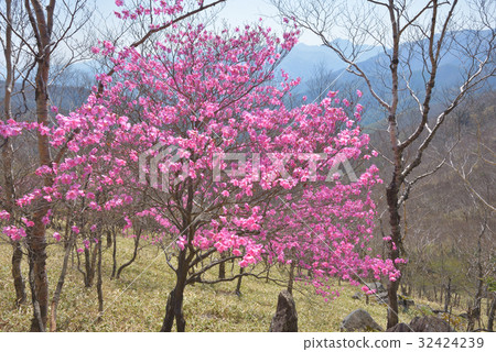 Akashiyoshio盛開在中途山區山坡上 32424239