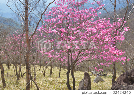 Akashiyoshio盛開在中途山區山坡上 32424240