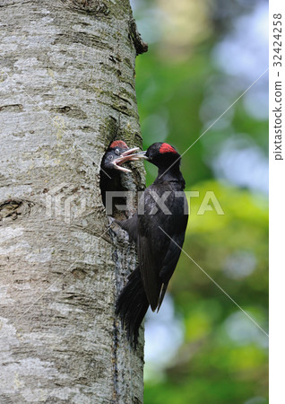 黑啄木鳥 32424258