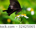 Butterfly 32425065