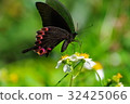 Butterfly 32425066