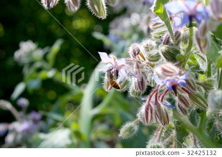 Borj pollination Borj pollination 32425132