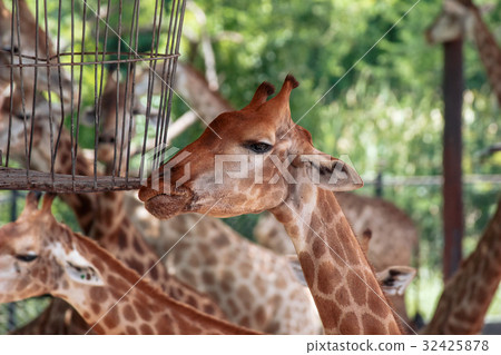 A group of giraffes 32425878