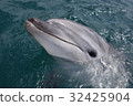 Tsukumi dolphin island (Tsukumi city, Oita prefecture) 32425904