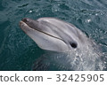 Tsukumi dolphin island (Tsukumi city, Oita prefecture) 32425905