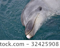Tsukumi dolphin island (Tsukumi city, Oita prefecture) 32425908