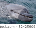 Tsukumi dolphin island (Tsukumi city, Oita prefecture) 32425909