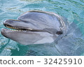 Tsukumi dolphin island (Tsukumi city, Oita prefecture) 32425910
