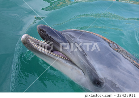 Tsukumi dolphin island (Tsukumi city, Oita prefecture) Tsukumi dolphin island (Tsukumi city, Oita prefecture) 32425911