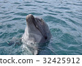 Tsukumi dolphin island (Tsukumi city, Oita prefecture) 32425912