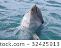 Tsukumi dolphin island (Tsukumi city, Oita prefecture) 32425913