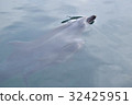 Tsukumi dolphin island (Tsukumi city, Oita prefecture) 32425951